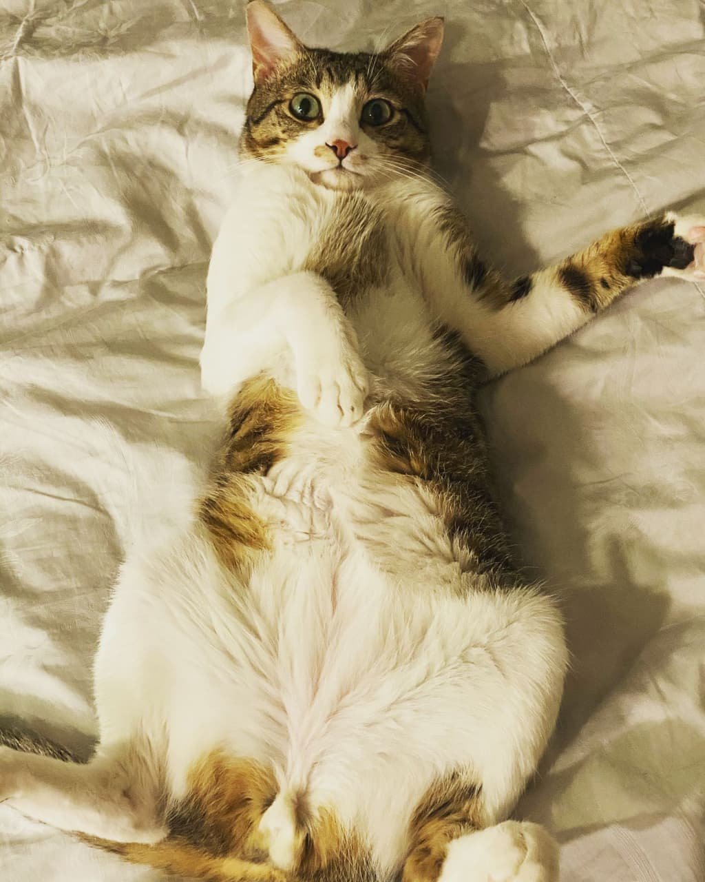 來自 Imgur 的圖片